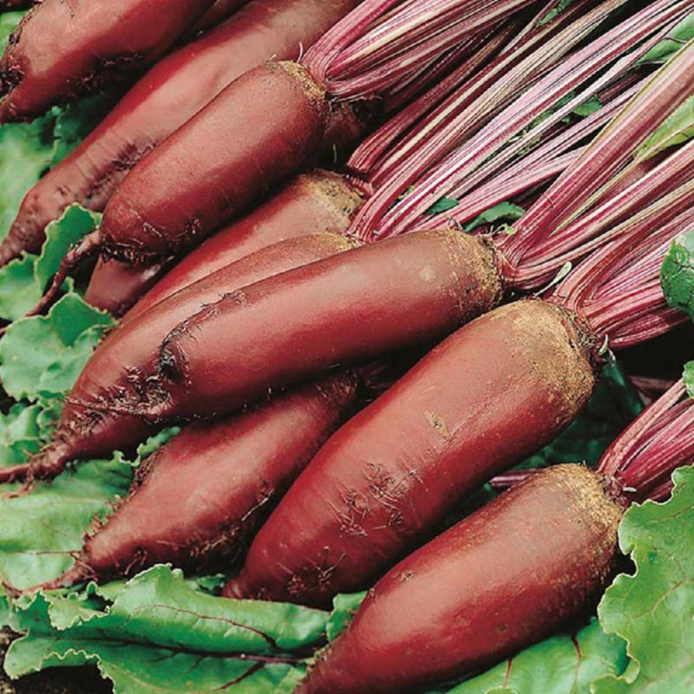 Beetroot Cylindra Seeds